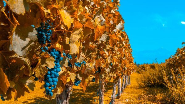 mendoza-vinhedos-tours