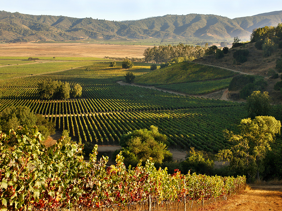 Morande Vineyards, Chile, South America --- Image by © Hoberman Collection/Corbis