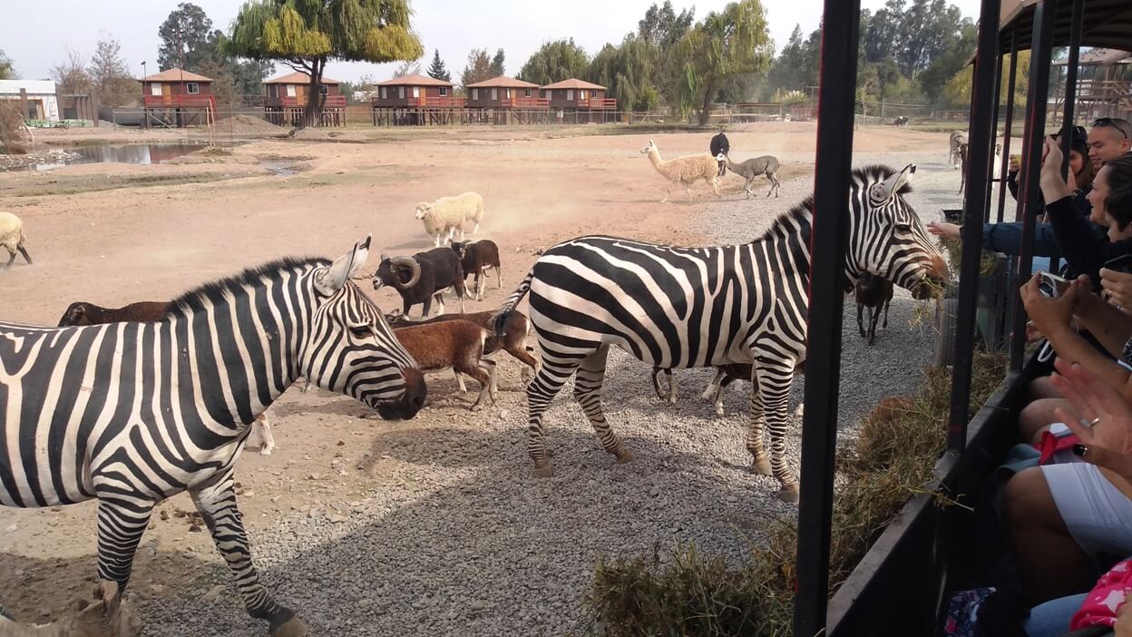 Safari-Rancagua-7