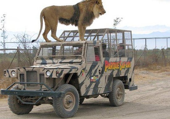 passeio-no-parque-safari